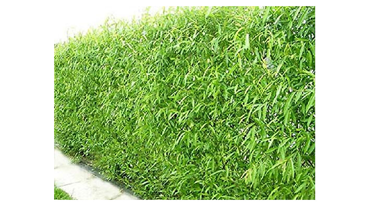 Buy 100 Austree Hybrid Willow Trees for Fast Privacy & Shade