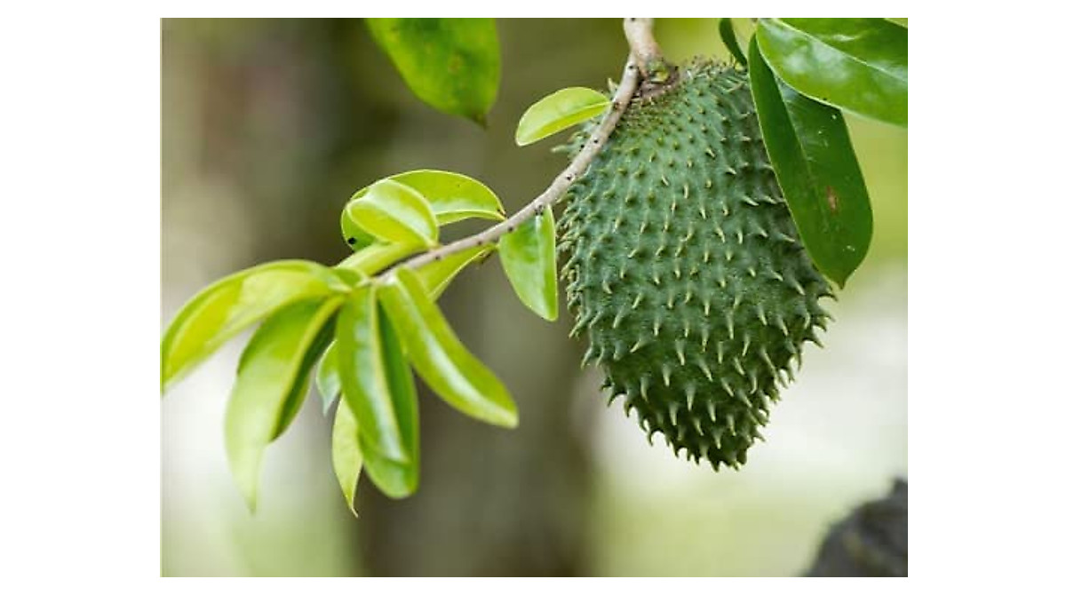 Exotic Soursop Seeds - Grow Graviola at Home