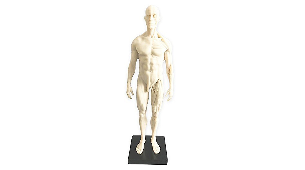 HUBERY 11 Inch Male Anatomy Model for Study & Teaching