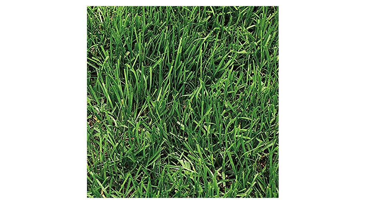 Pennington One Step Complete Dense Shade Grass Seed