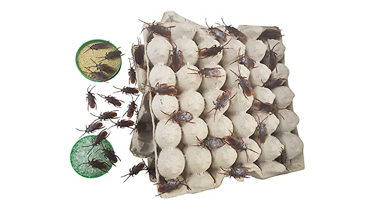 G&T Dubia Roach Starter Kit - Self-Sufficient Insect Colony Nutrition
