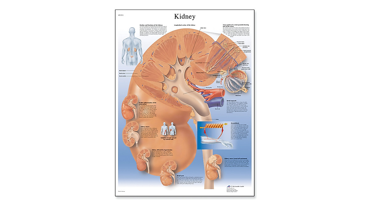 Kidney Anatomical Chart Poster - Glossy Human Kidney Illustration