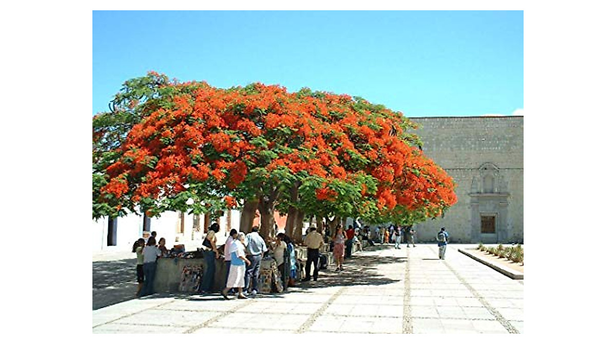 Buy Red Flame Flamboyant Tree Seeds - Delonix Regia