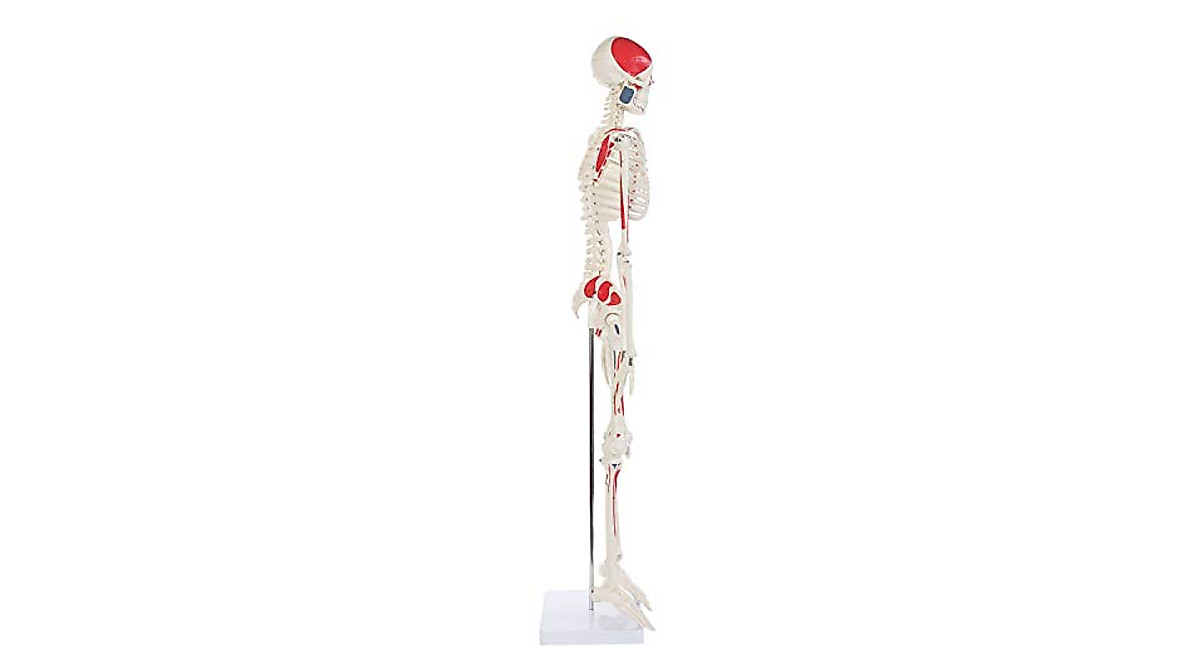 Anatomy Lab Half Life Size Painted and Numbered Human Skeleton Model ...