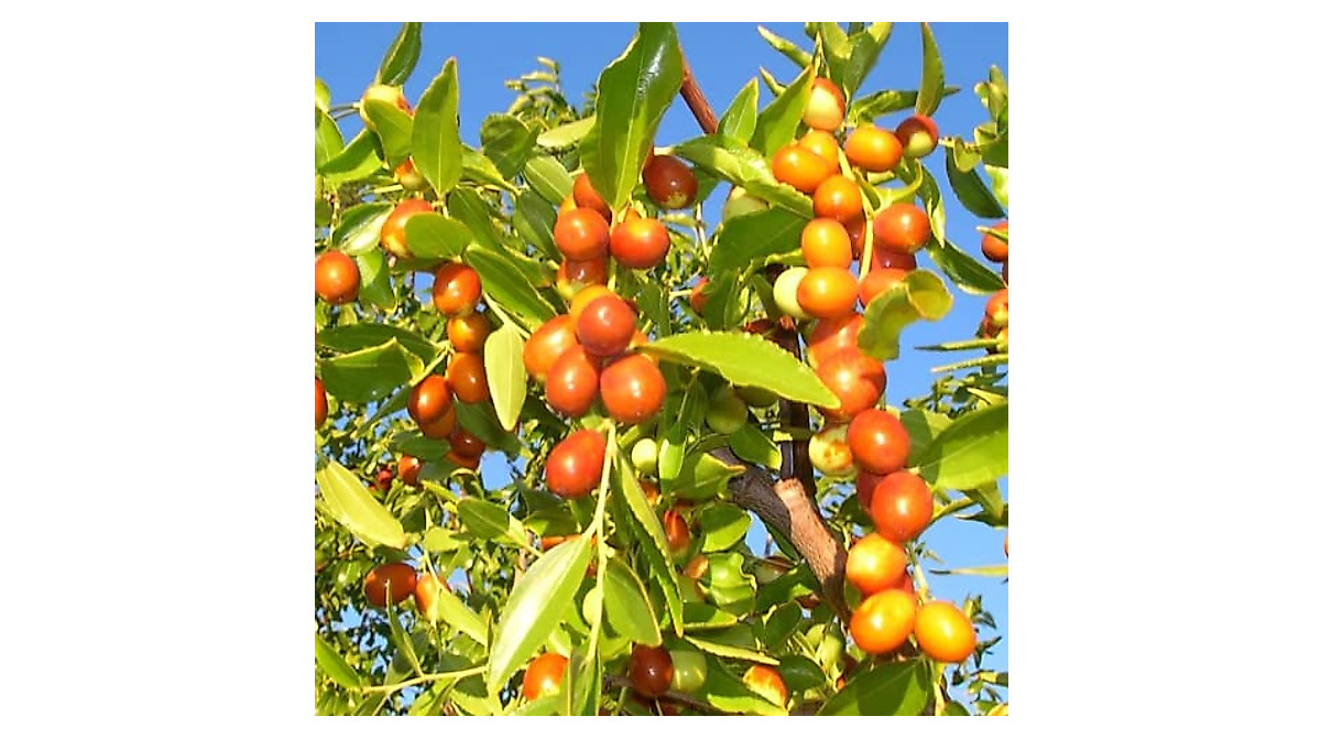 CHUXAY GARDEN Indian Jujube Tree - Drought Tolerant Tropical Fruit