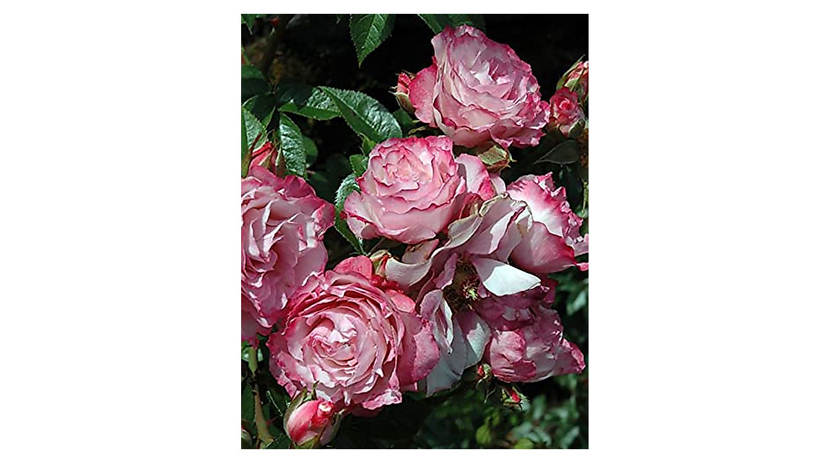 Pink Miniature Rose Bush - Fragrant, Easy to Grow in Small Spaces