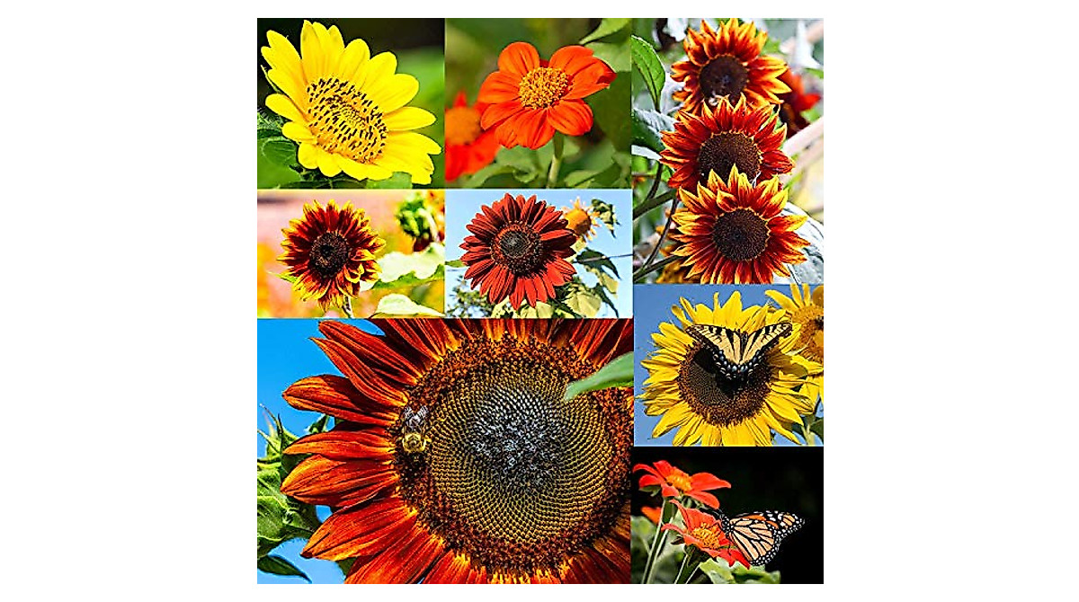 NatureZ Edge 1300+ Non-GMO Sunflower Seeds Variety Pack