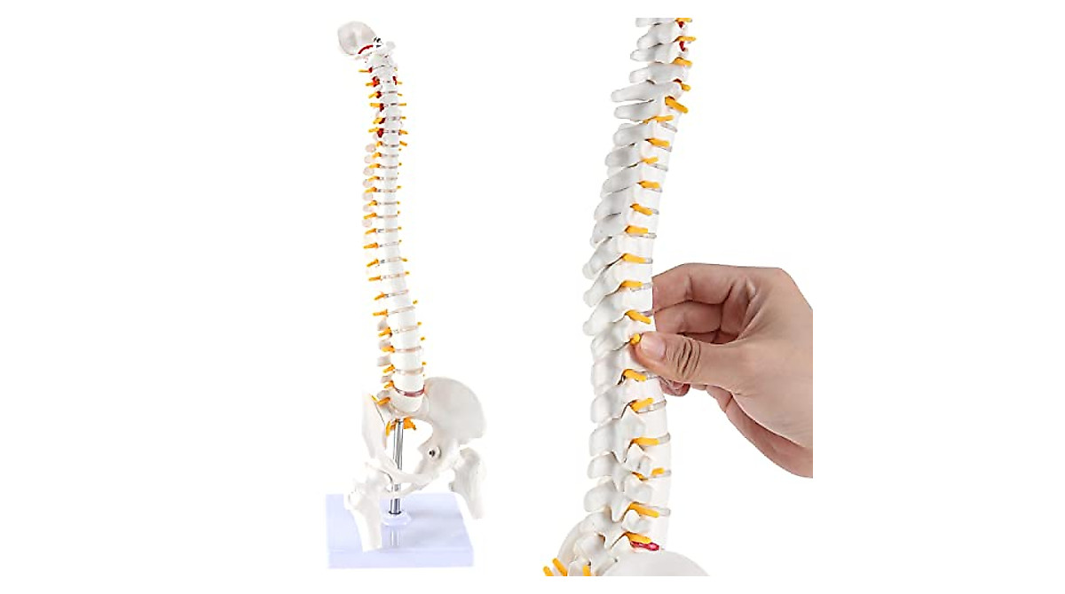RONTEN Mini Spine Model - Ideal for Education & Display