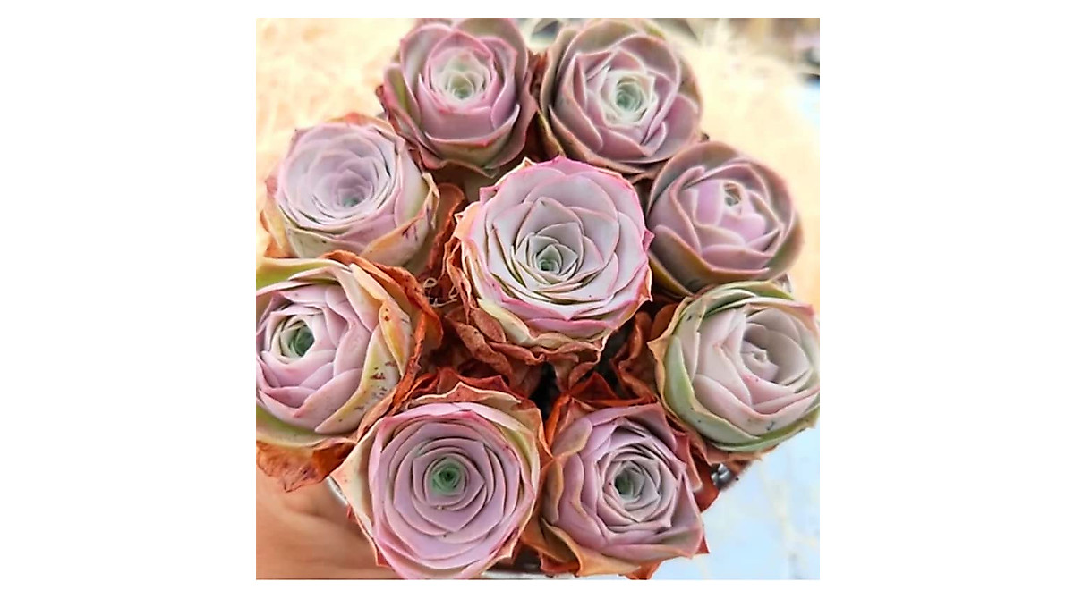 Pink Mountain Rose Succulent Seeds | Easy Drought-Tolerant Perennials