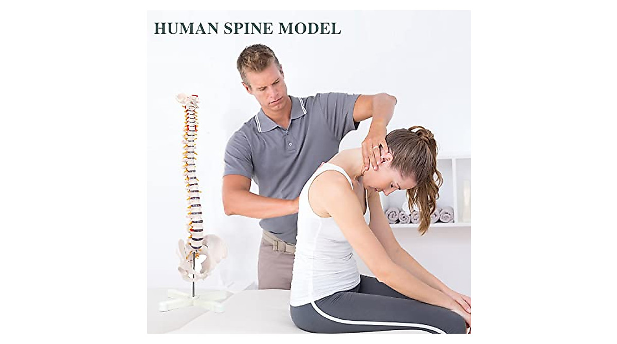RONTEN Life Size Spine Model for Anatomy Teaching