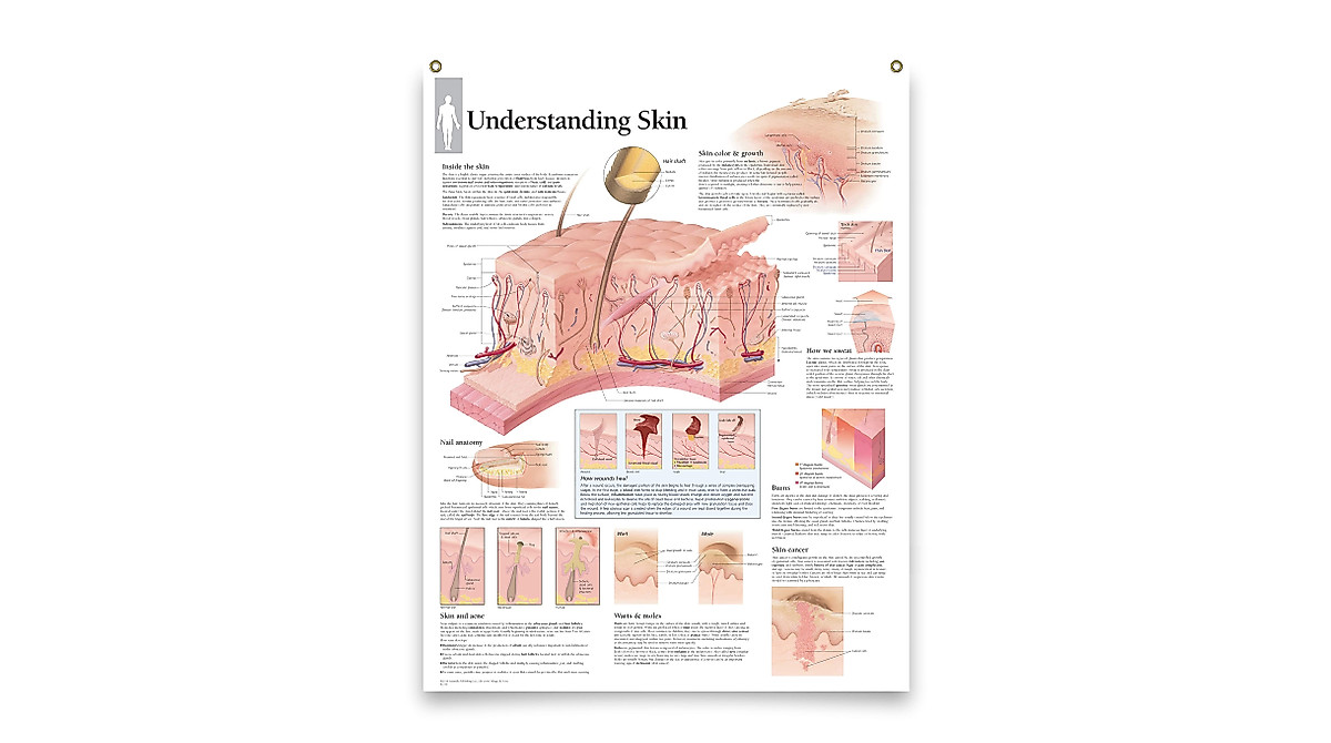Set of 2 Laminated Medical Posters: Integumentary & Skin Anatomy