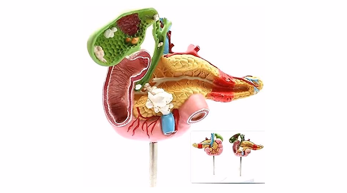 BoNew Human Duodenum Model: Anatomical Learning Tool
