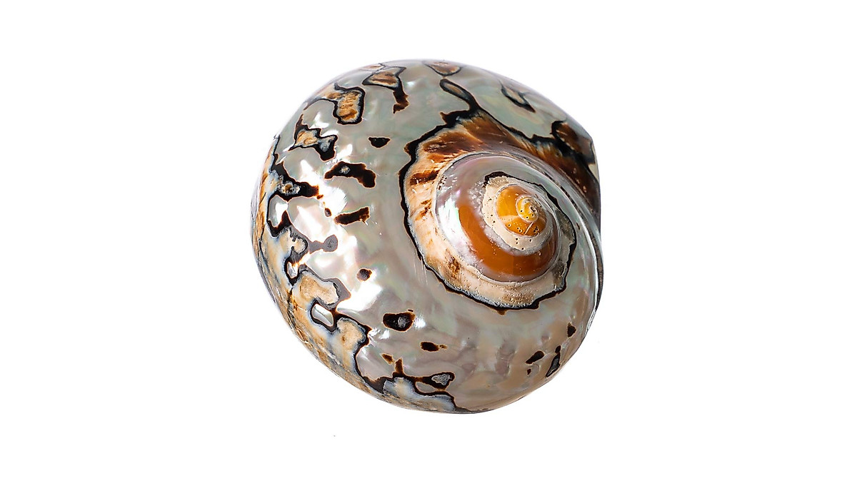 African Turbo Shells for Hermit Crabs – Nautical Décor
