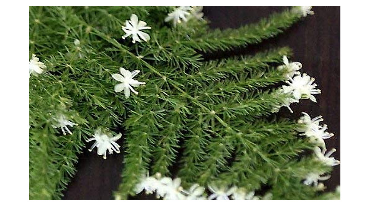 Fern Leaf Plumosus Asparagus Fern - Easy Indoor Houseplant