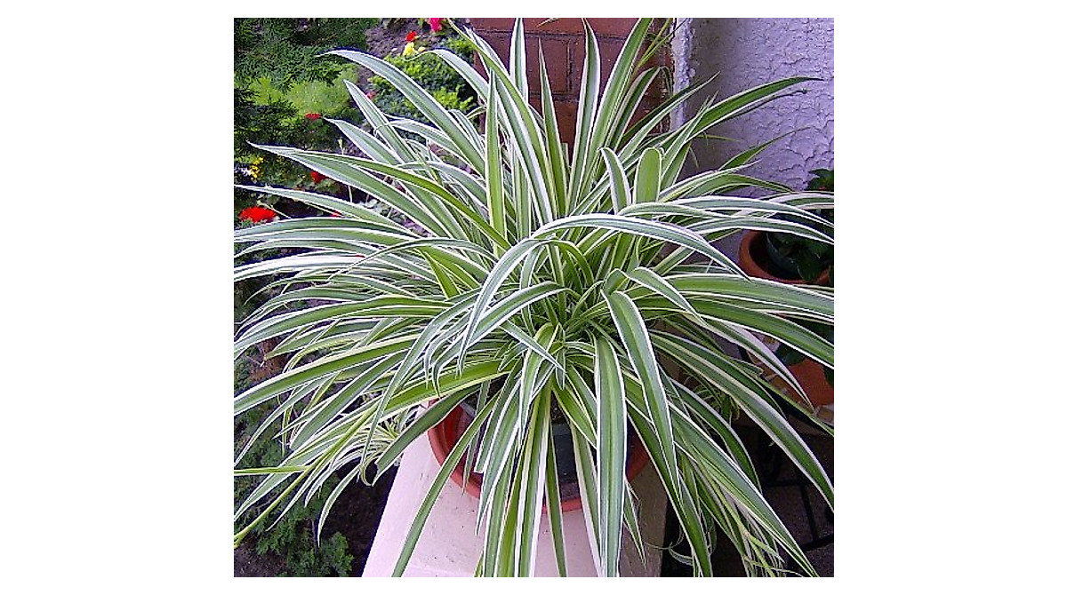 Buy Reverse Variegated Spider Plant | Easy Care & Air Clean