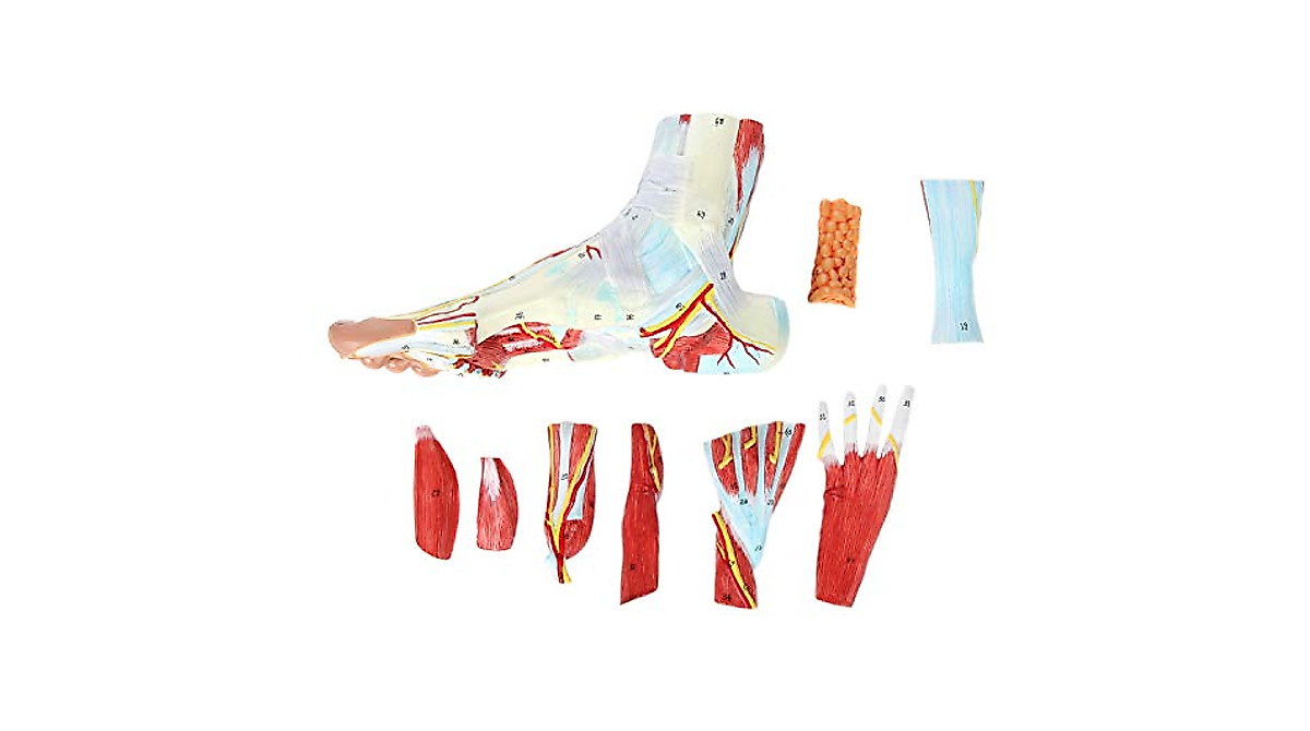 Axis Scientific Foot Anatomy Model - 9 Removable Parts