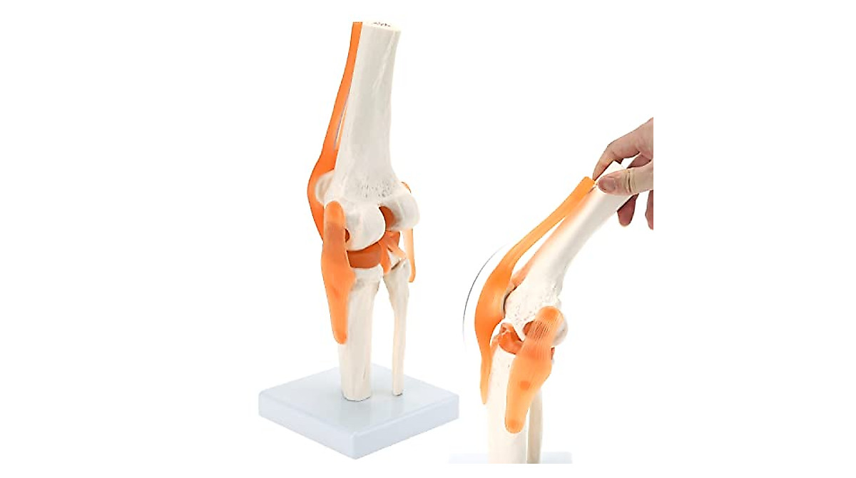 RONTEN Flexible Knee Model for Medical Education