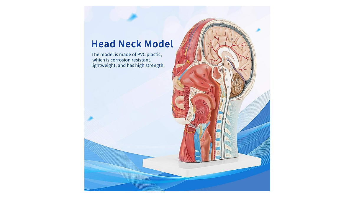Human Head Anatomy Model for Medical and Educational Use