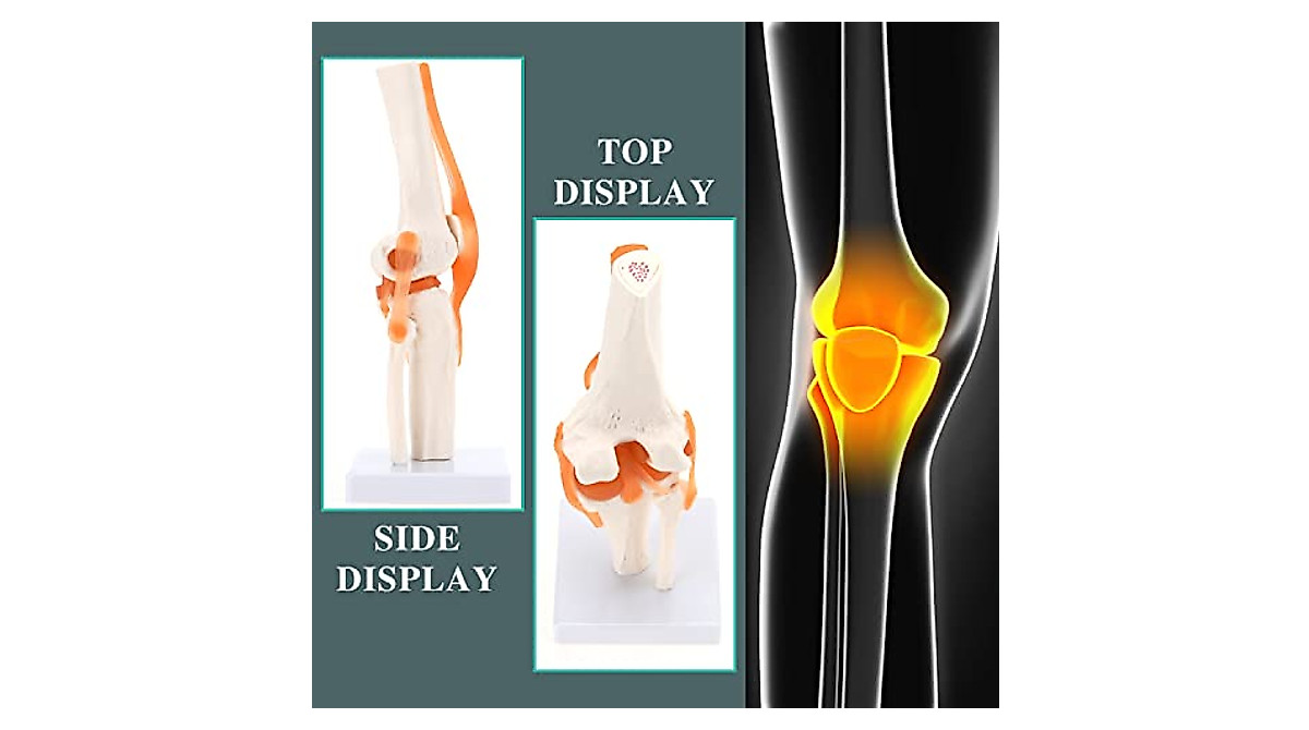 RONTEN Flexible Knee Model for Medical Education