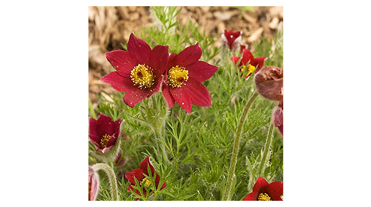 Plant Vibrant Red Pasque Flowers | Anemone Pulsatilla Seeds