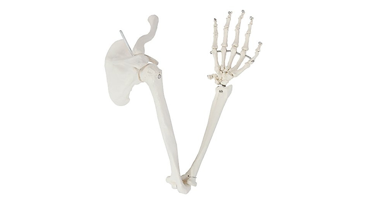 Axis Scientific Life-Size Right Arm Skeleton Model
