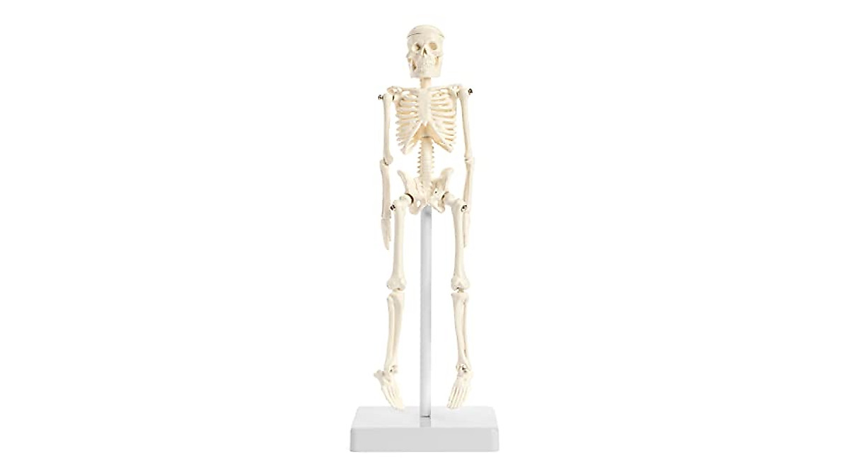 Mini Human Skeleton Model - 8.6