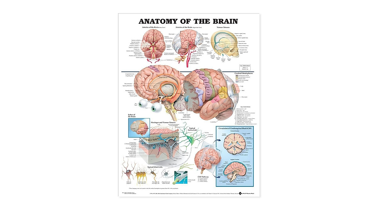 Anatomy of the Brain Anatomical Chart | Detailed Medical Reference
