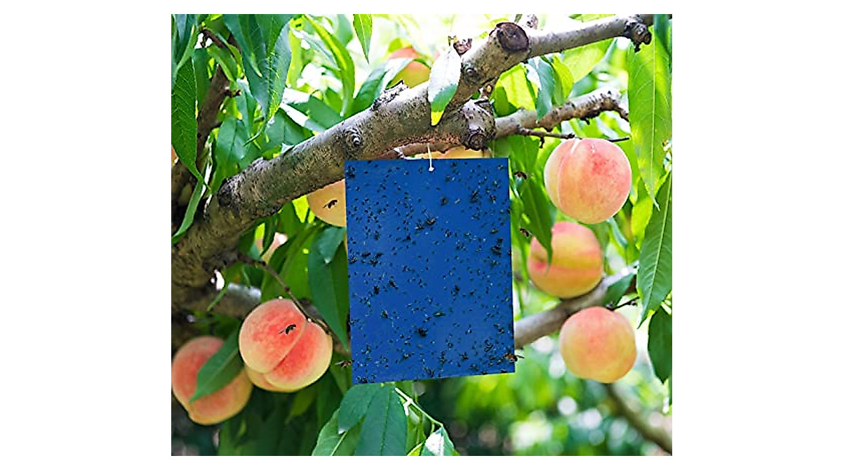 20 Pack Blue Sticky Traps for Indoor & Outdoor Pest Control