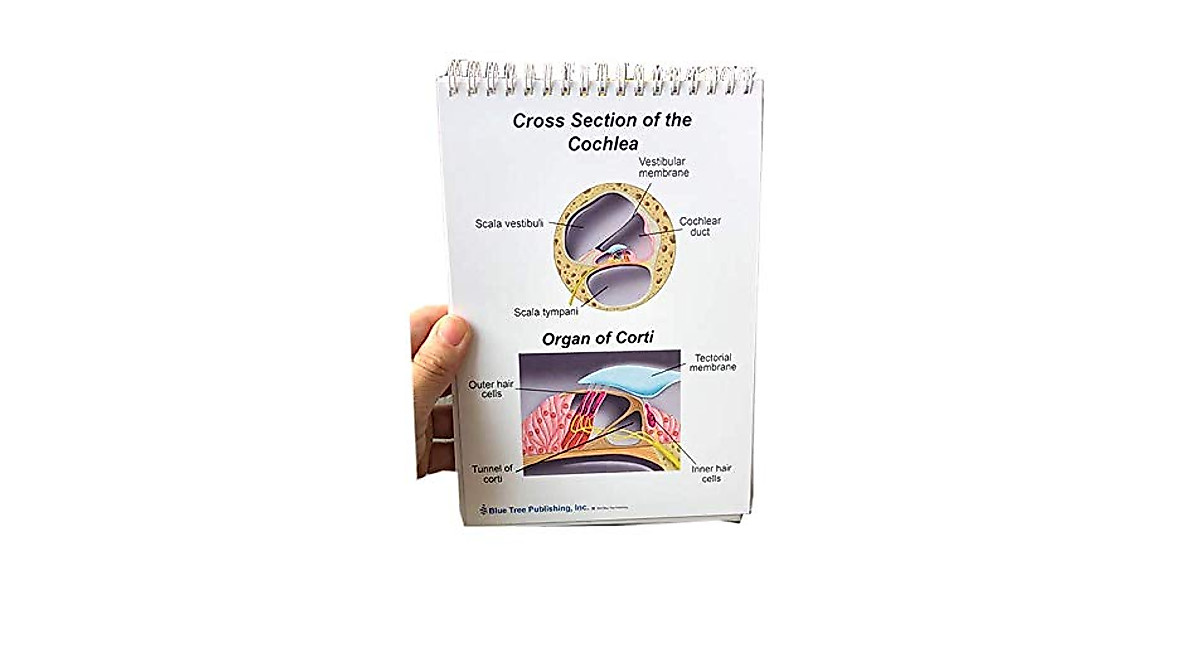 Ear Anatomy Desktop Charts for Audiologists & Education | Blue Tree