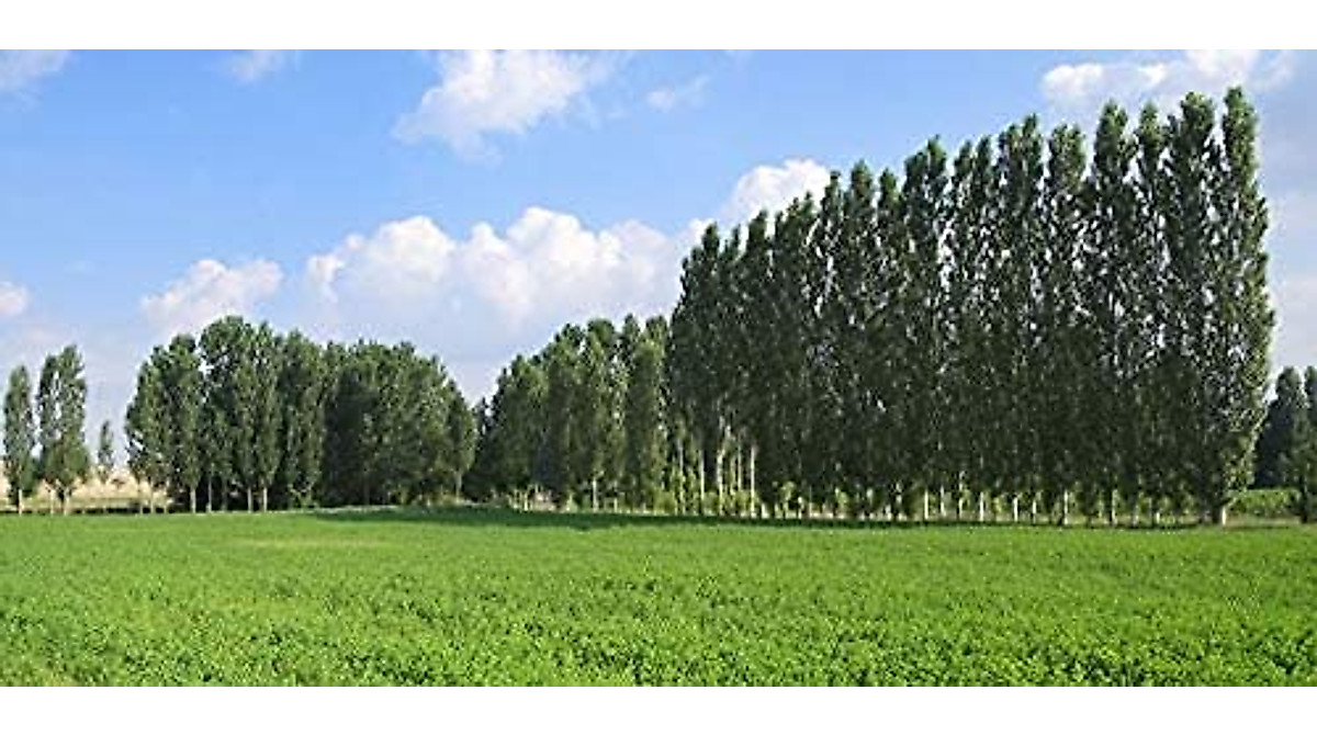 Fast-Growing Hybrid Poplar Trees for Privacy & Shade | CZ Grain