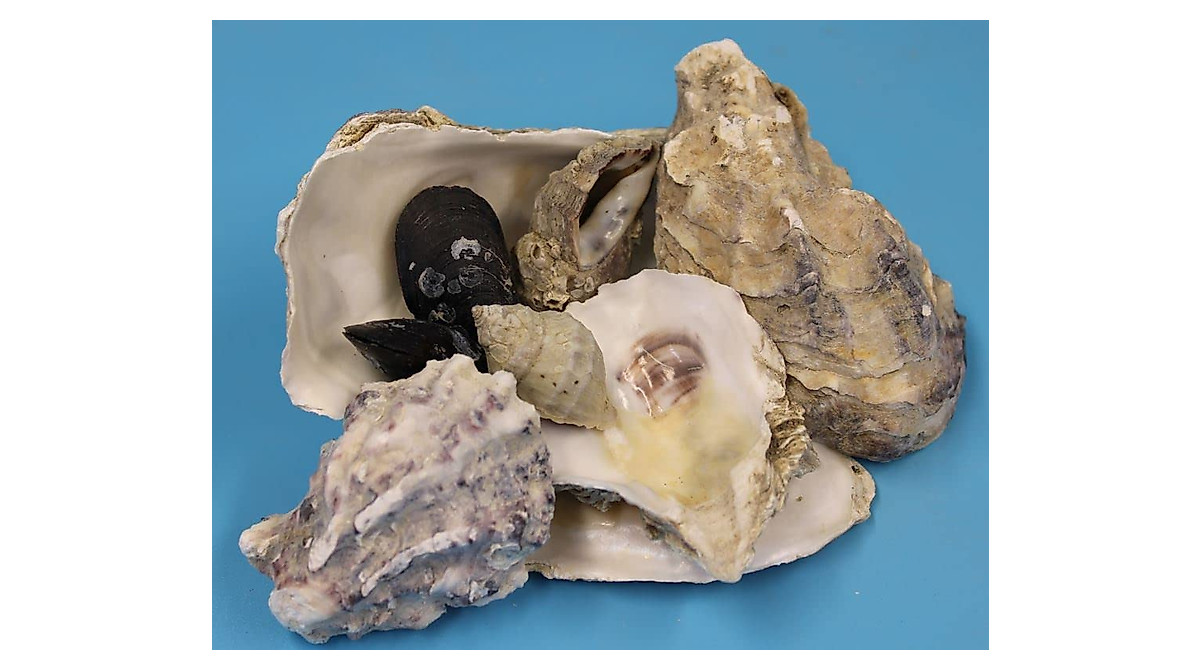 Pacific Oyster Shells - Natural Calcium for Strong Eggshells & Poultry ...