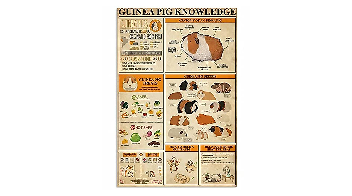 Guinea Pig Knowledge Metal Sign - Retro Science Wall Decor