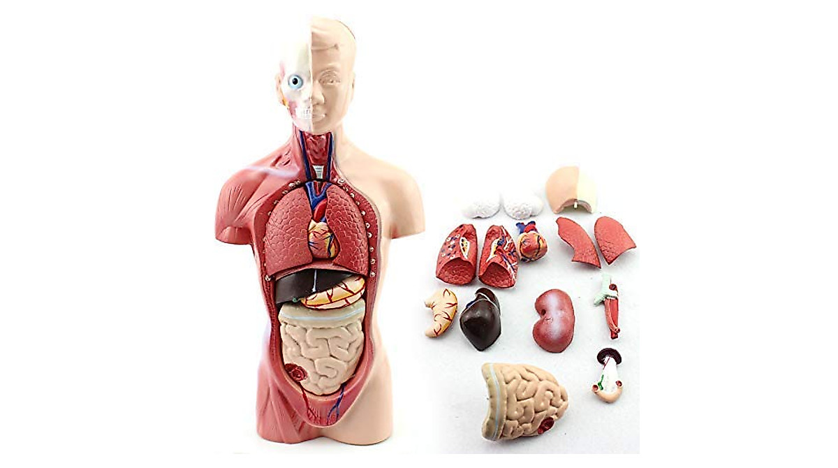 11-Inch Human Torso Model for Anatomy Education