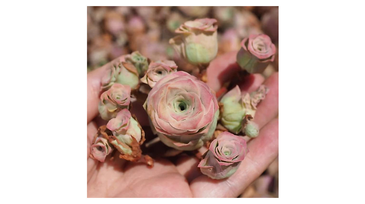 Pink Mountain Rose Succulent Seeds | Easy Drought-Tolerant Perennials