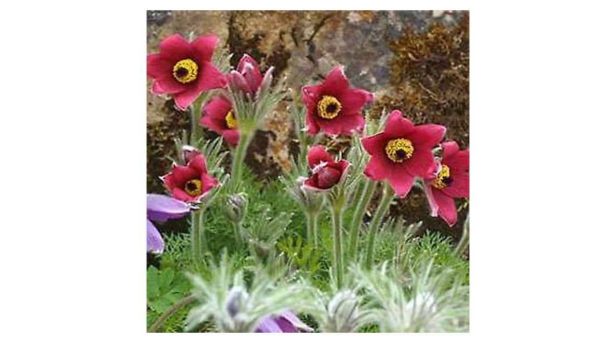Plant Vibrant Red Pasque Flowers | Anemone Pulsatilla Seeds