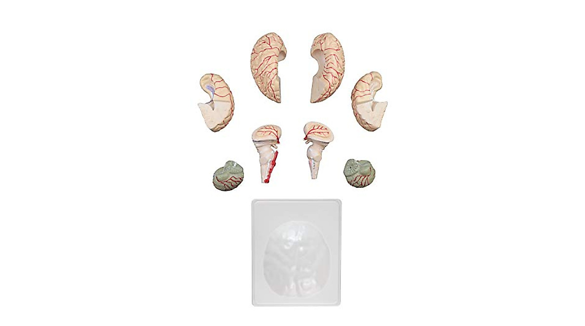 Life Size Human Brain Model with Arteries - 9 Parts