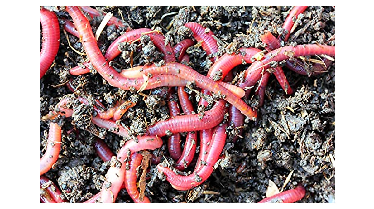 Get 1000+ Live Red Wigglers for Effective Composting