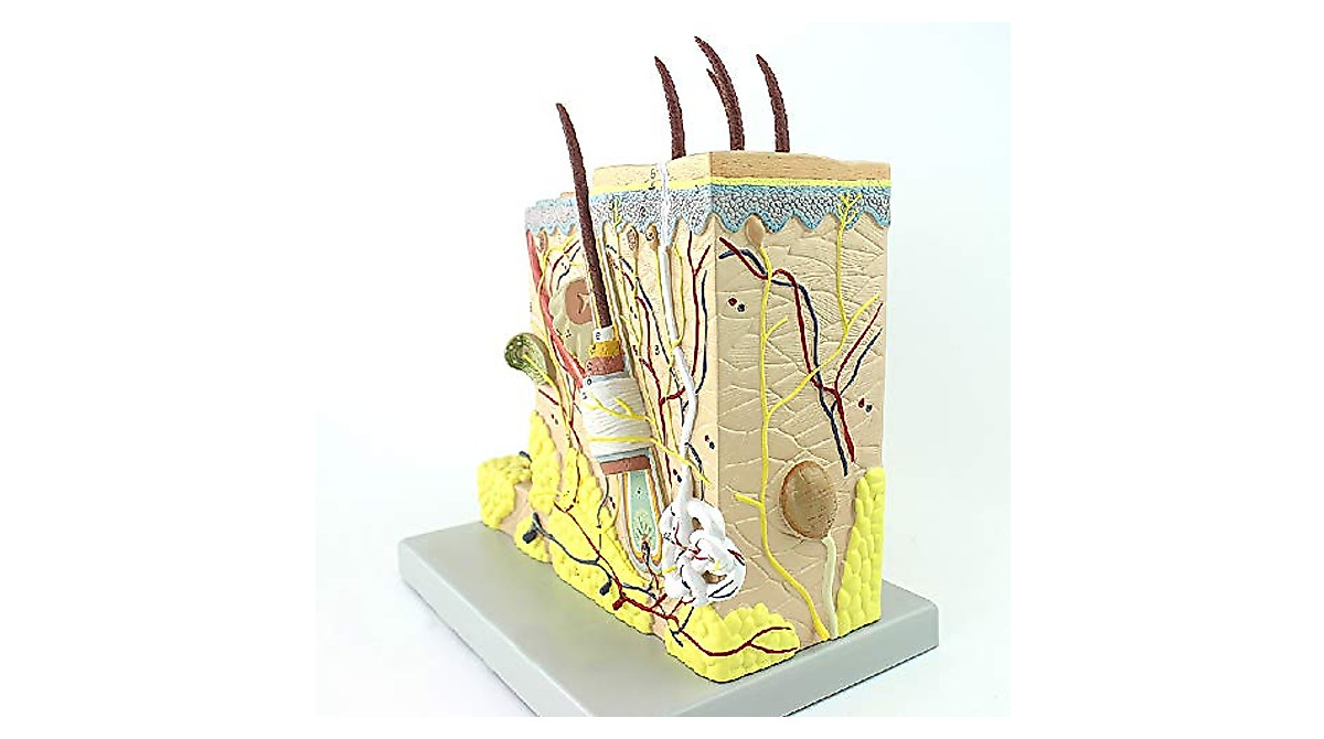 Enlarged Human Skin Anatomy Model for Teaching & Beauty