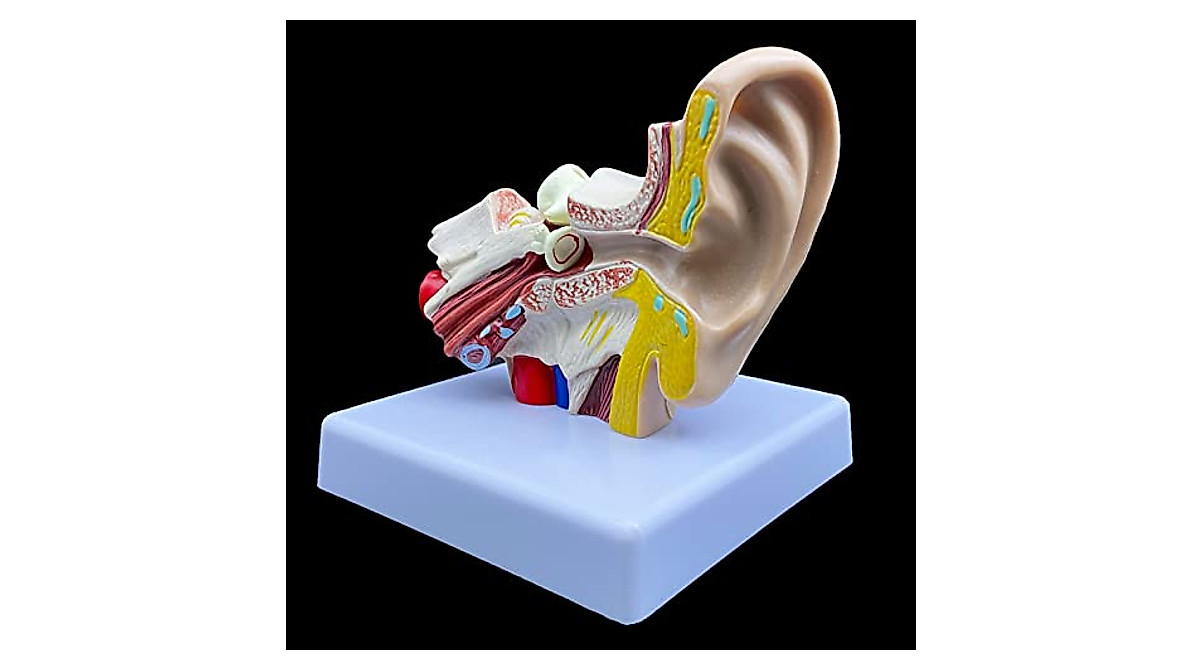 1.5X Enlarged Human Ear Model for Anatomy Study