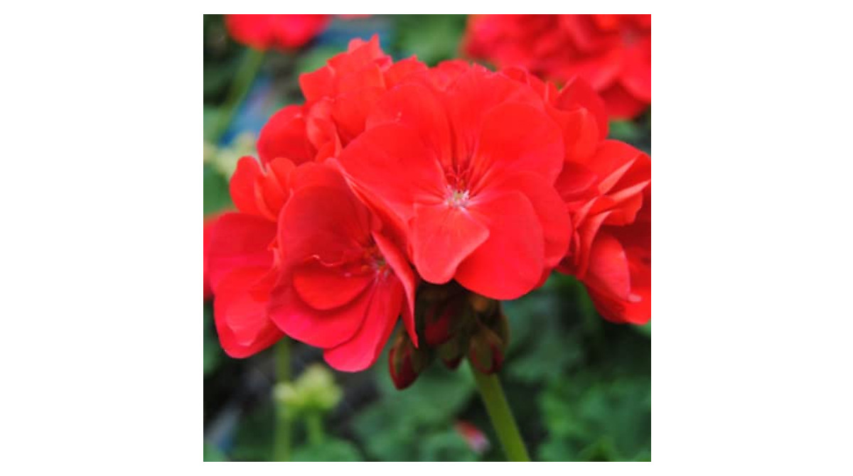 Buy Well-Rooted Geranium Red Flower Plants Online
