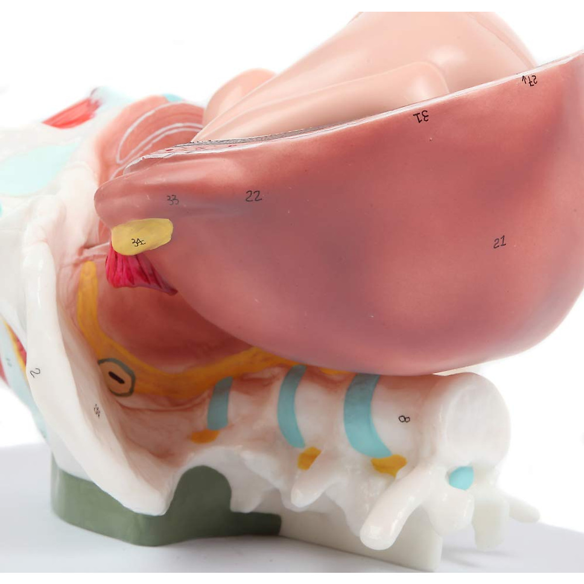 Childbirth Process Anatomical Model - 3 Stages for Education ...