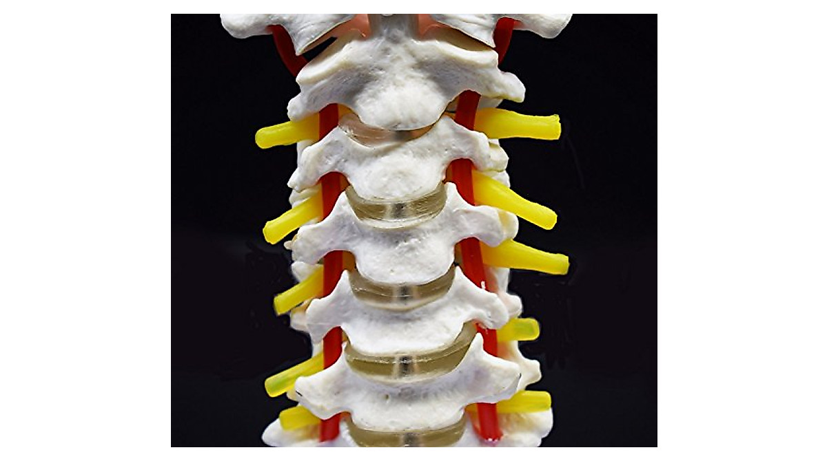 Cervical Vertebra Model for Teaching Anatomy