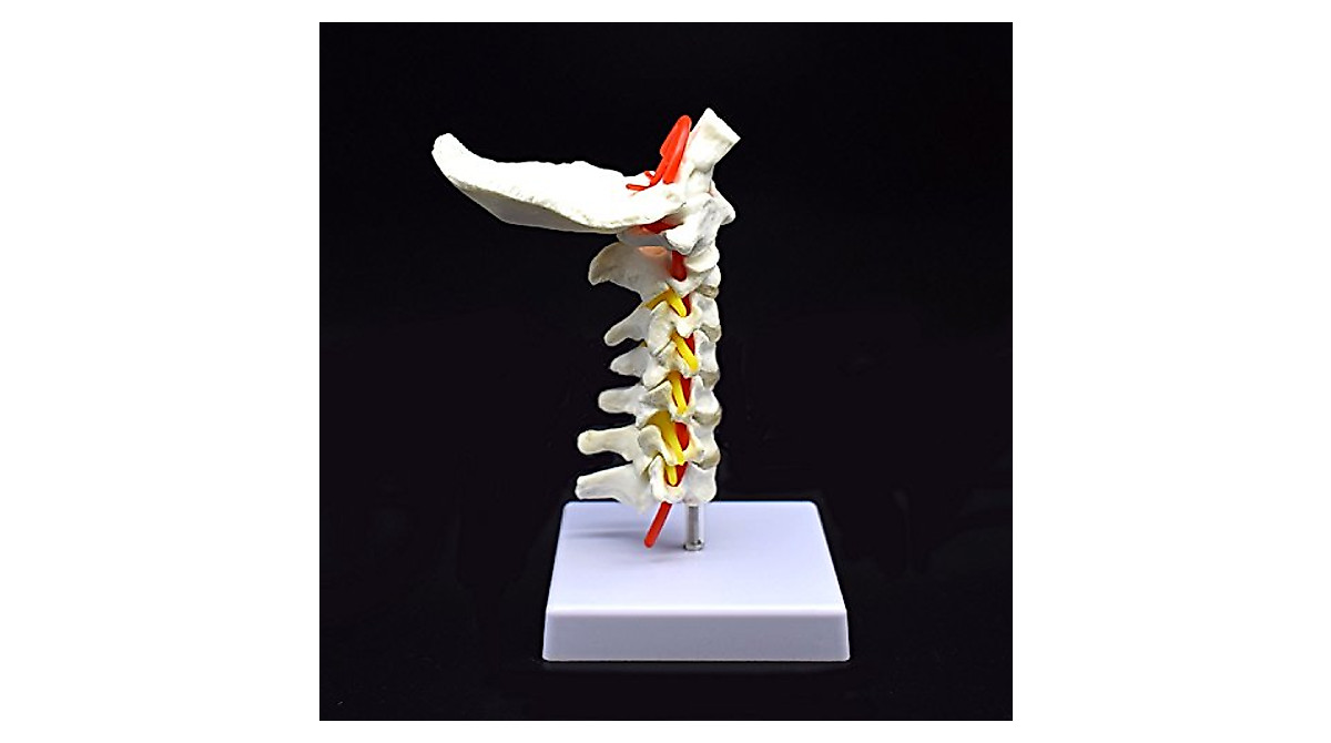Cervical Vertebra Model for Teaching Anatomy