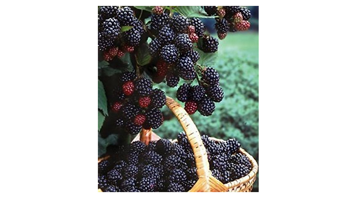 Black Hawk Raspberry Plant - Sweet & Organic Berries