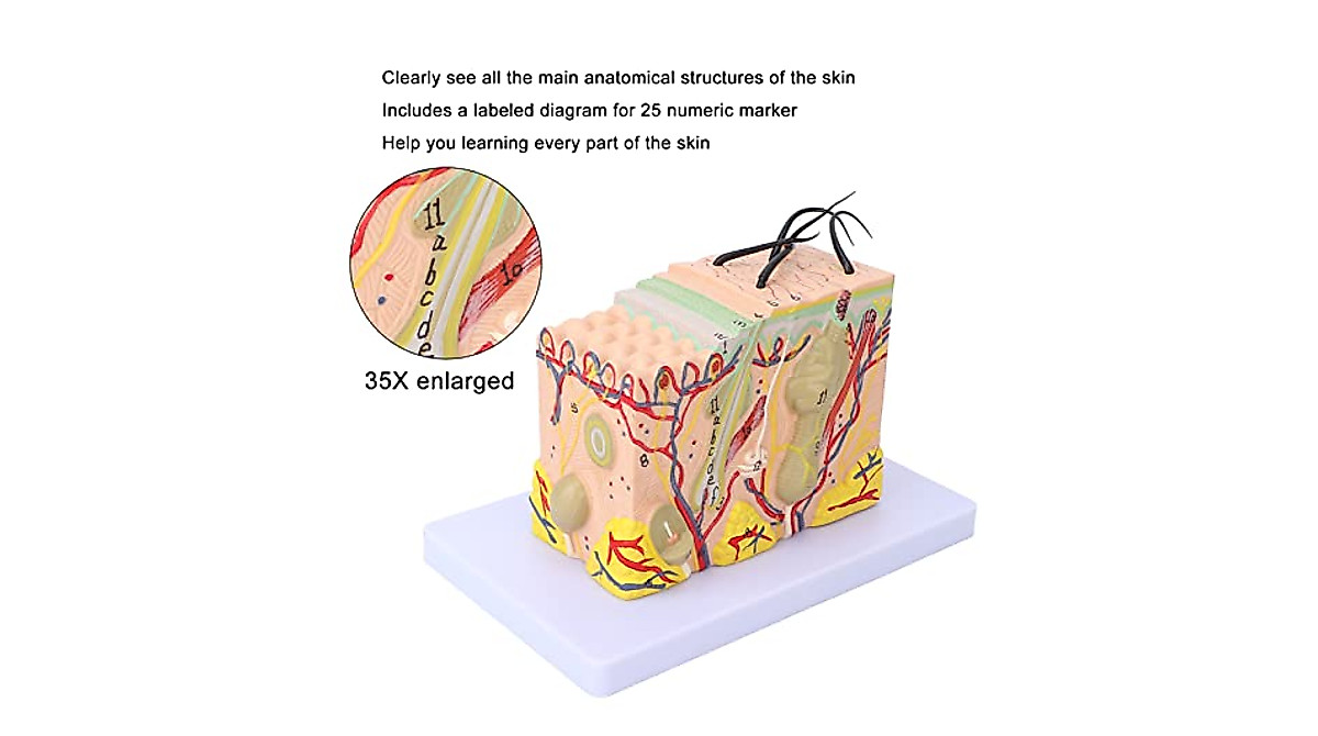 Skin Model 35X Enlarged Anatomical Skin Teaching Aid for Study and ...