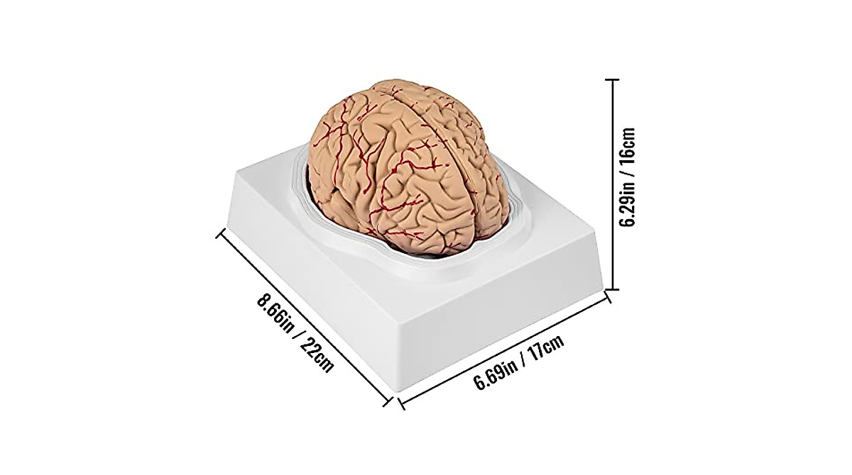 VEVOR Human Brain Model - 9-Part Anatomy Tool