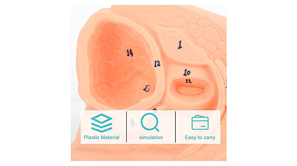 Simple Male Catheterization Model for Teaching