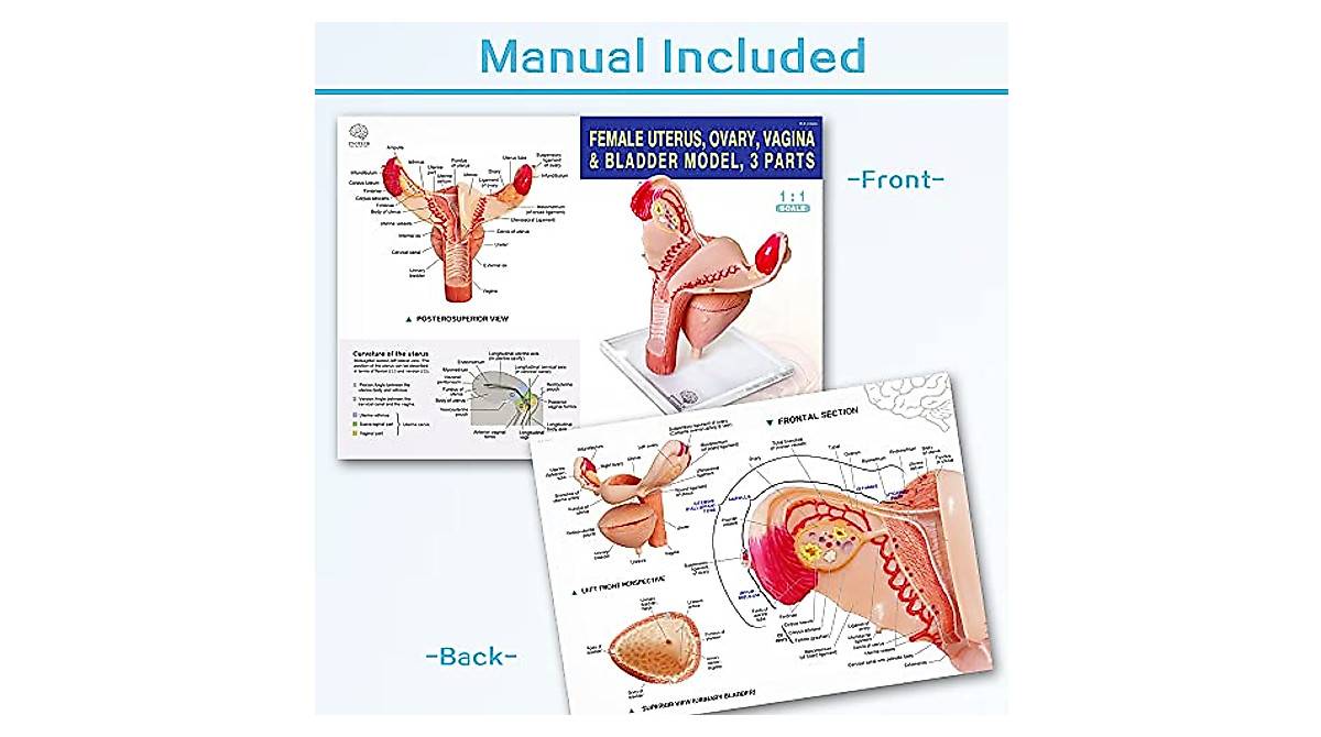 Human Female Reproductive & Urinary System Model for Medical Teaching