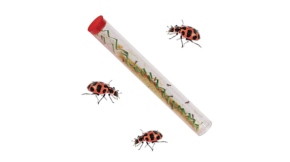 Insect Lore Ladybug Larvae Tube - Learn & Raise Live Pink Spotted Bugs
