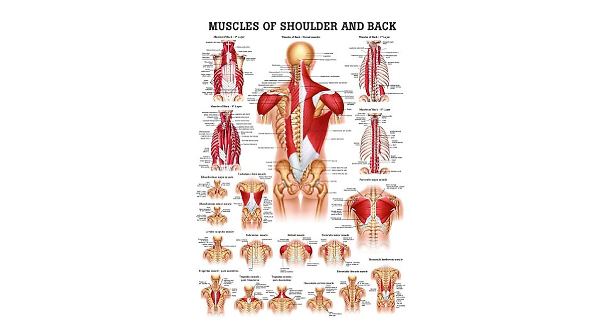 Shoulder & Back Anatomy Chart - Detailed & Laminated